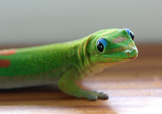 Anole - Hawaii