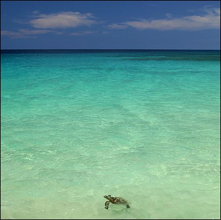 White Sands Beach turtle - Kona Hawaii