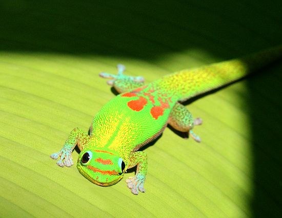 Anole