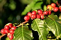 Kona coffee