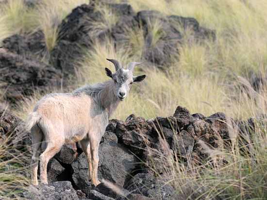 Wild goat - Kona Coast St Park